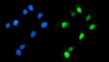 Geminin/GMNN Rabbit Polyclonal Antibody