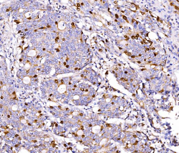 Geminin/GMNN Rabbit Polyclonal Antibody