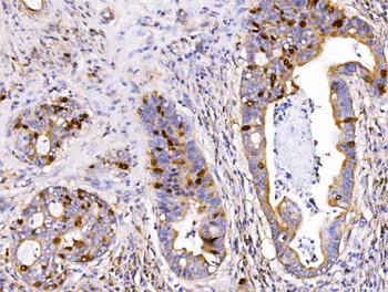 Geminin/GMNN Rabbit Polyclonal Antibody