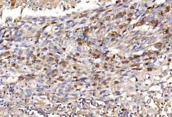 Geminin/GMNN Rabbit Polyclonal Antibody