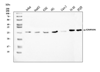 Geminin/GMNN Rabbit Polyclonal Antibody
