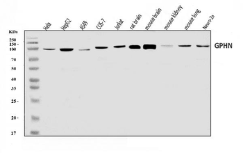 Gephyrin/GPHN Rabbit Polyclonal Antibody