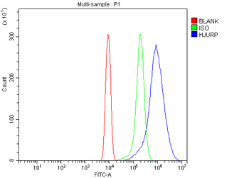 Hjurp Antibody
