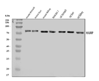 Hjurp Antibody