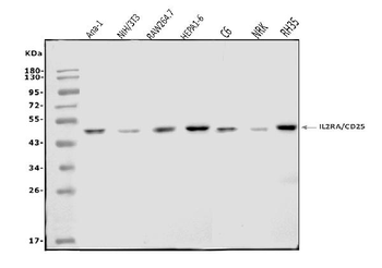 IL-2 Receptor alpha/Il2ra/IL Rabbit Polyclonal Antibody