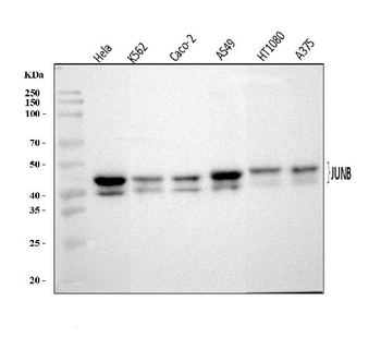 JUNB Antibody