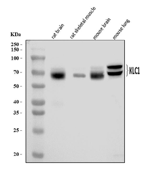 KLC1 Rabbit Polyclonal Antibody