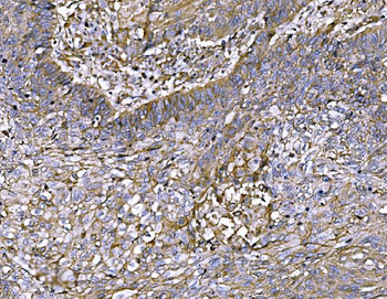 FAM129B/NIBAN2 Rabbit Polyclonal Antibody