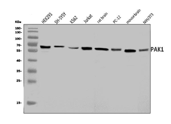 PAK1 Antibody