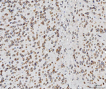 RPL10 Antibody