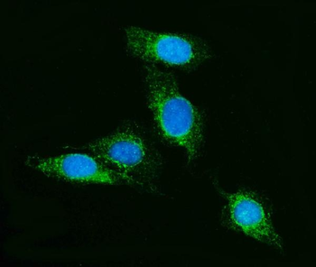 SCRN1 Rabbit Polyclonal Antibody