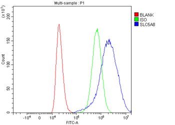 SLC5A8 Rabbit Polyclonal Antibody