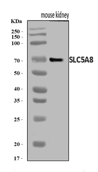 SLC5A8 Rabbit Polyclonal Antibody