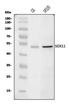 Sox11 Rabbit Polyclonal Antibody
