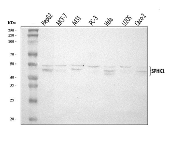SPHK1 Antibody