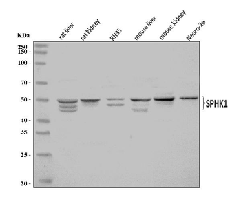SPHK1 Antibody