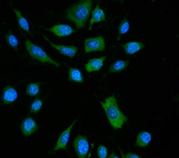 DAI/Zbp1 Rabbit Polyclonal Antibody