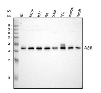 Rab11A Antibody (monoclonal, 4H9)