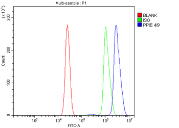 Cyclophilin E/PPIE Mouse Monoclonal Antibody