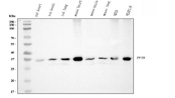 Cyclophilin E/PPIE Mouse Monoclonal Antibody