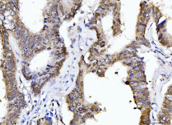 Cyclophilin E/PPIE Mouse Monoclonal Antibody