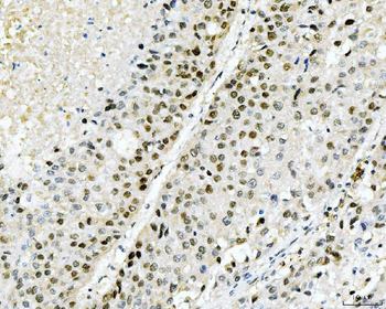 Cyclophilin E/PPIE Mouse Monoclonal Antibody