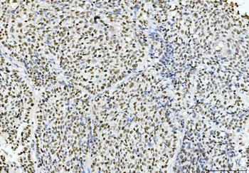 Cyclophilin E/PPIE Mouse Monoclonal Antibody