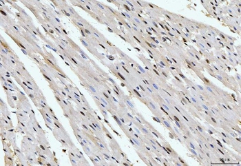 Cyclophilin E/PPIE Mouse Monoclonal Antibody