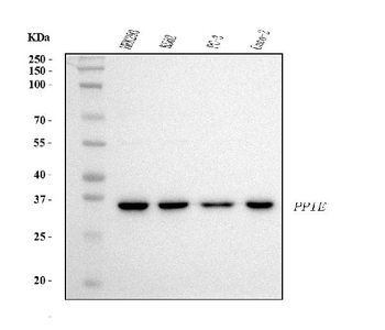 Cyclophilin E/PPIE Mouse Monoclonal Antibody