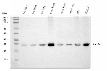 Cyclophilin E/PPIE Mouse Monoclonal Antibody