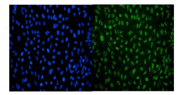 LSM8 Antibody (monoclonal, 6B11)