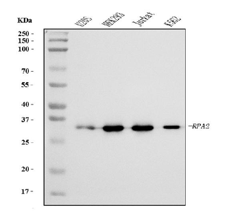RPA32/RPA2 Antibody (monoclonal, 3B2E9)
