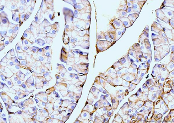 Annexin VI Antibody (monoclonal, 4C4)