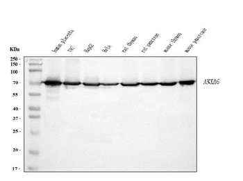 Annexin VI Antibody (monoclonal, 4C4)