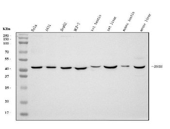 DHODH Mouse Monoclonal Antibody