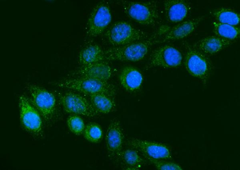 FGG Mouse Monoclonal Antibody