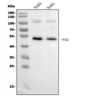 FGG Mouse Monoclonal Antibody