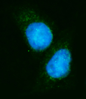 EIF4A1 Antibody (monoclonal, 3F11)
