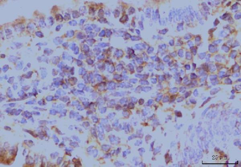 EIF4A1 Antibody (monoclonal, 3F11)