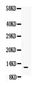 MIF Rabbit Polyclonal Antibody