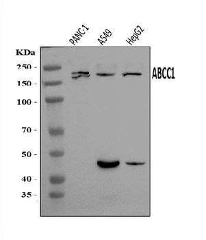 MRP1/ABCC1 Rabbit Polyclonal Antibody