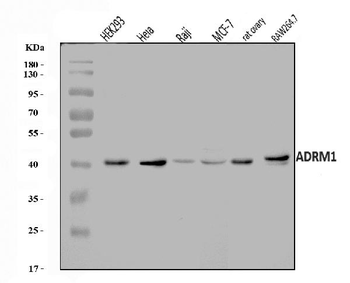 ADRM1/ARM-1/ARM Rabbit Polyclonal Antibody