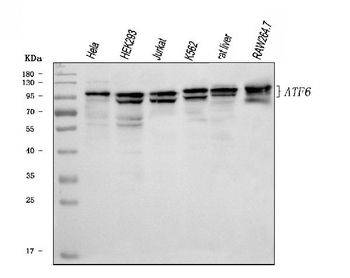 ATF6 Rabbit Polyclonal Antibody