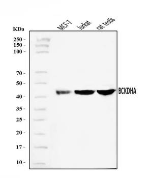 BCKDHA Antibody