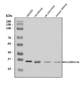 BRCC36/BRCC3 Rabbit Polyclonal Antibody