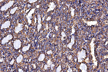 Calnexin/CANX Antibody