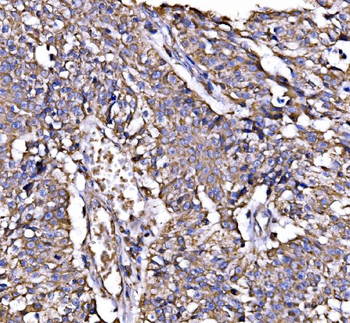 Calnexin/CANX Antibody