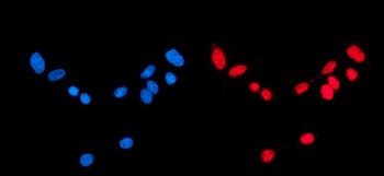 CBX1/HP1 beta Rabbit Polyclonal Antibody