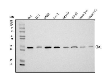 CBX1/HP1 beta Rabbit Polyclonal Antibody