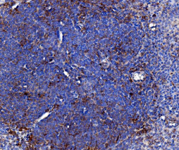 Cd163 Rabbit Polyclonal Antibody